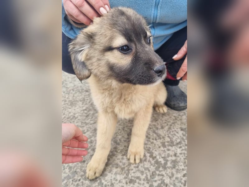 Manolo von kettenlos