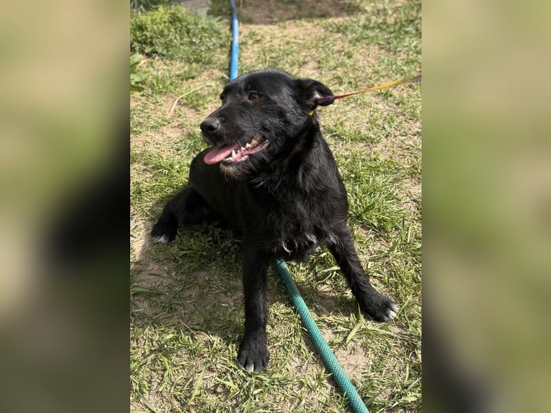 Szeplö von kettenlos