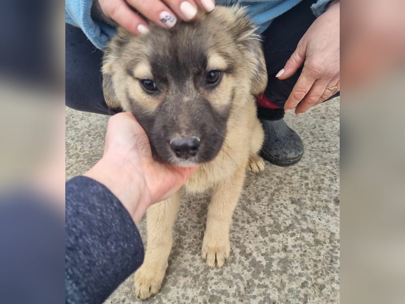 Manolo von kettenlos