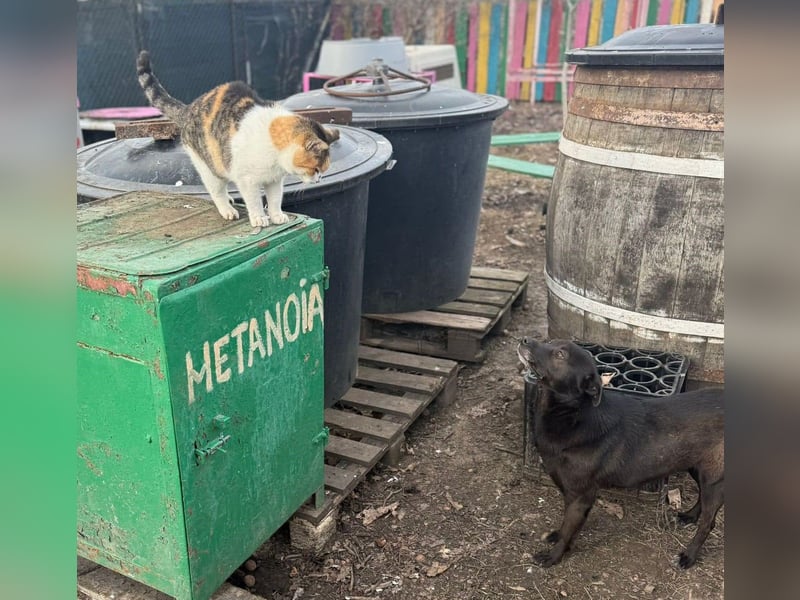 Maylin von kettenlos