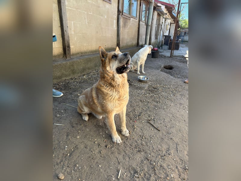 Cocó von kettenlos