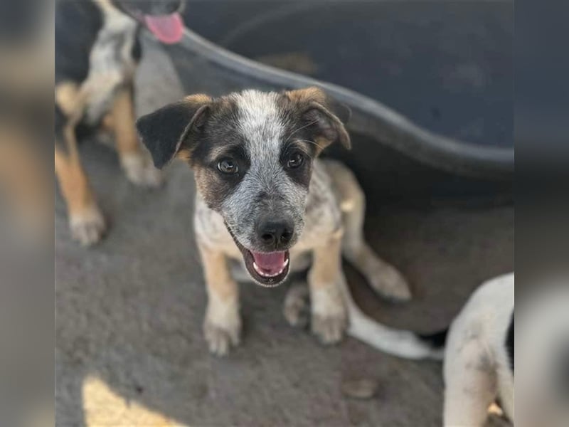 Hawkey von kettenlos