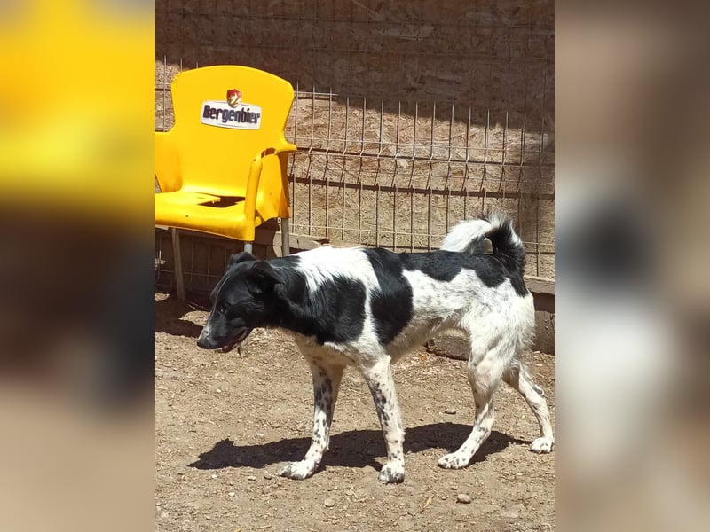 Corry, hübsches Hundefräulein wird immer übersehen