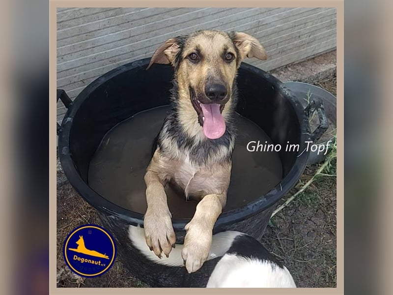 GHINO sucht ein Zuhause