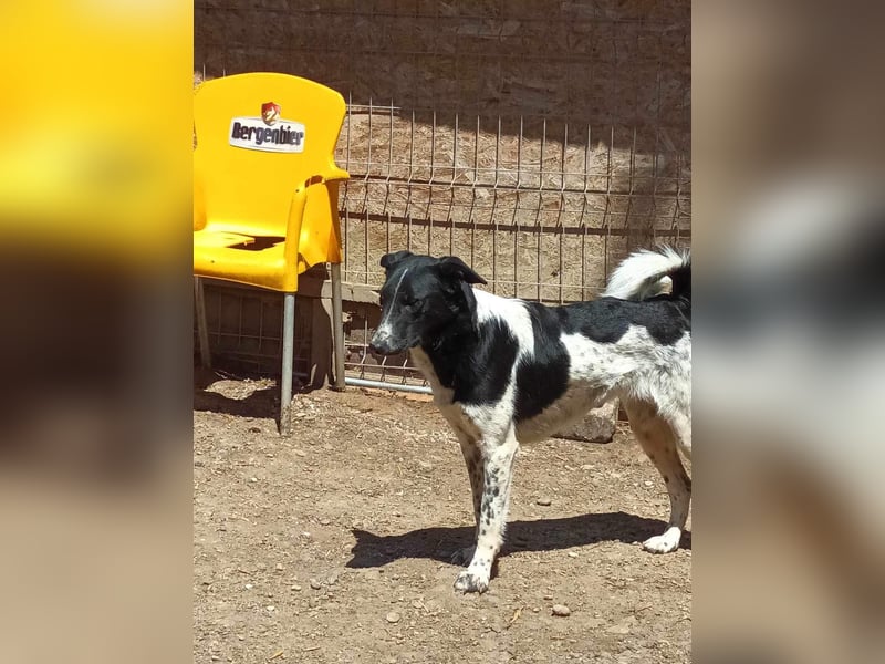 Corry, hübsches Hundefräulein wird immer übersehen