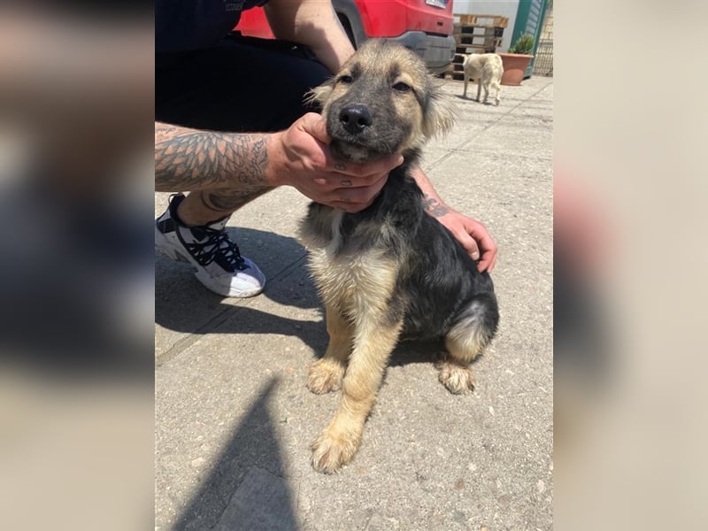 CARNEVALE sucht seine Familie