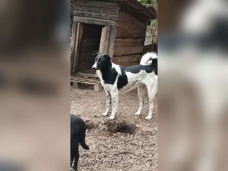 Corry, hübsches Hundefräulein wird immer übersehen