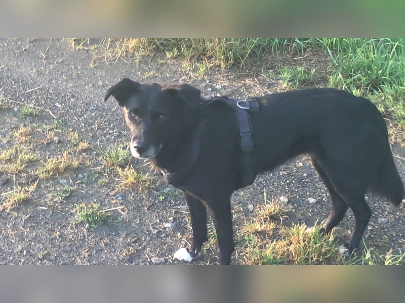 7 Jährige Hundedame sucht neues Zuhause