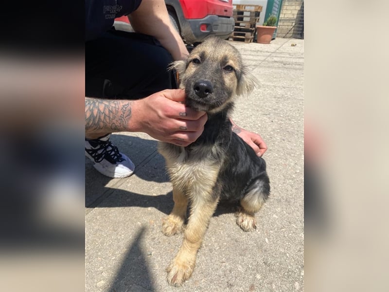 CARNEVALE sucht seine Familie