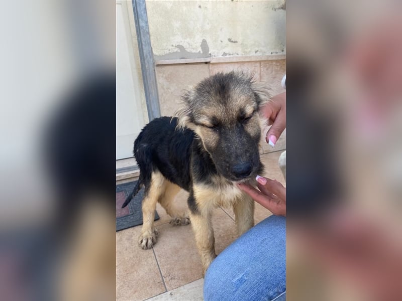 CARNEVALE sucht seine Familie