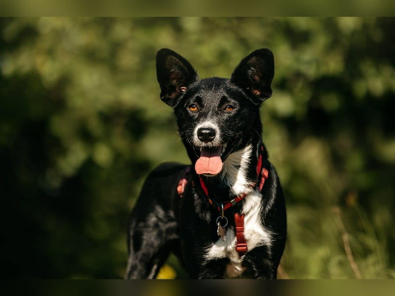 Sanfte Lucy sucht ihr ruhiges Zuhause