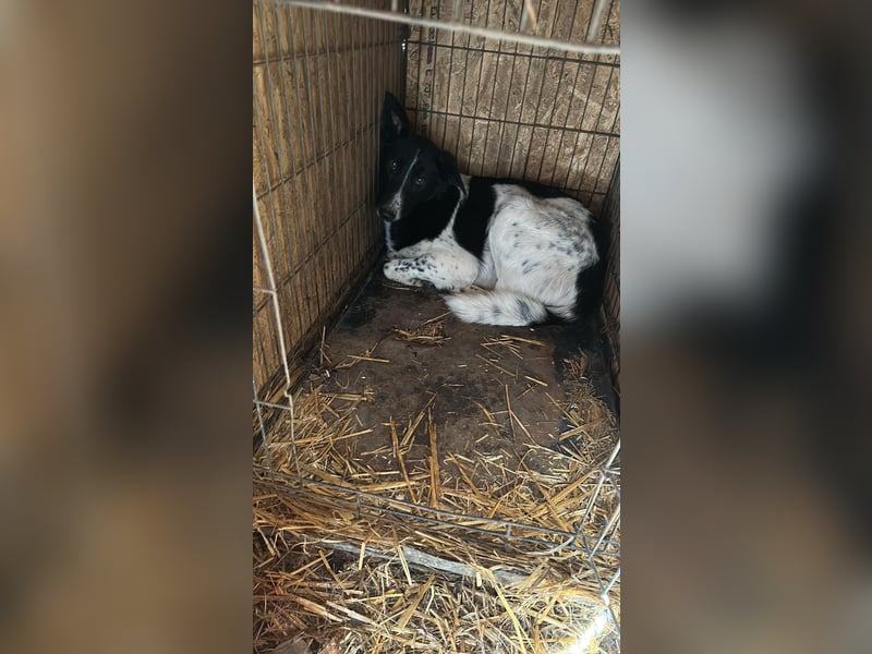 Corry, hübsches Hundefräulein wird immer übersehen