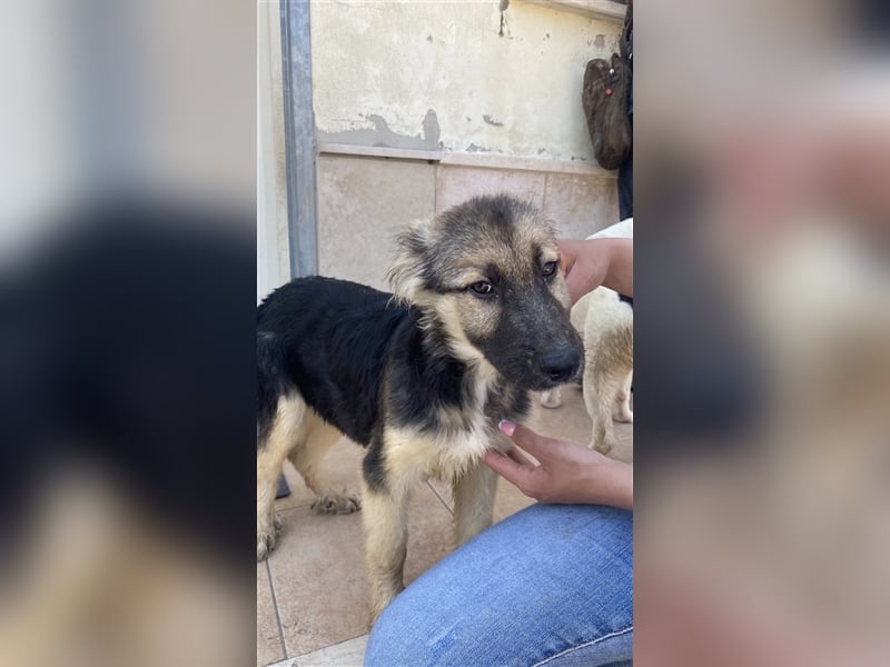 CARNEVALE sucht seine Familie