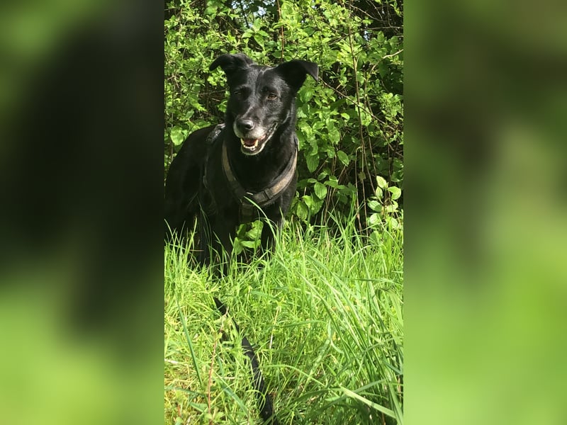 7 Jährige Hundedame sucht neues Zuhause