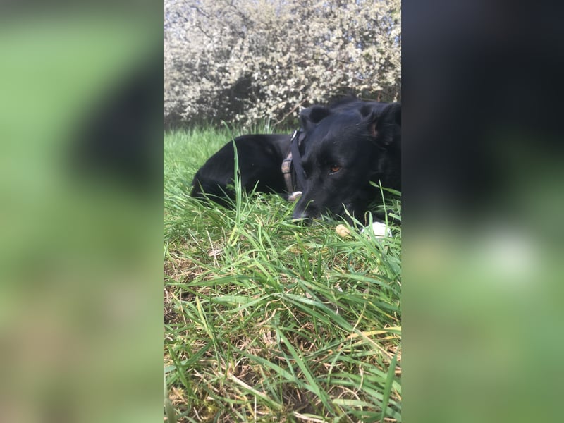 7 Jährige Hundedame sucht neues Zuhause