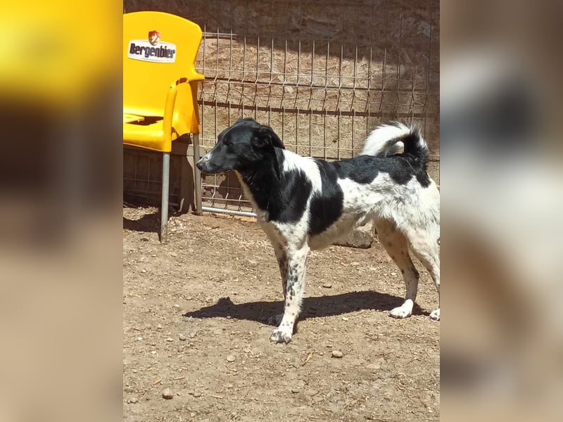 Corry, hübsches Hundefräulein wird immer übersehen