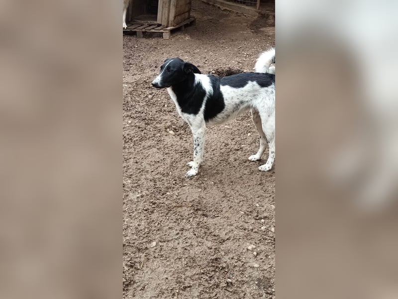 Corry, hübsches Hundefräulein wird immer übersehen