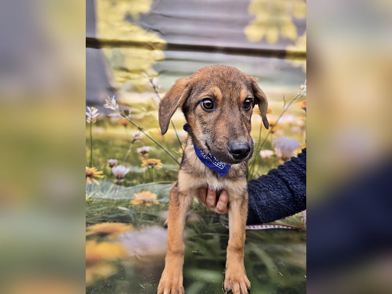 Boomer sucht das Abenteuer