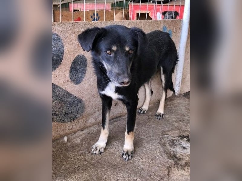 Chicco, muss Vertrauen aufbauen