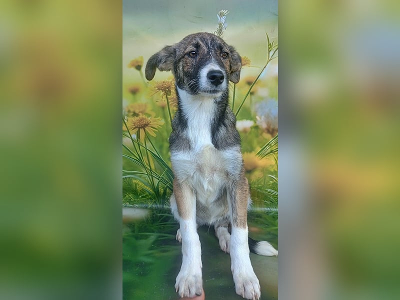 Hazel, möchte die Welt entdecken