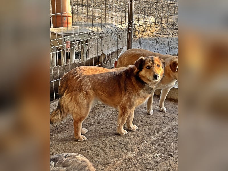 Maxi, zurückhaltender Hundebub sucht ein hundeerfahrenes Zuhause