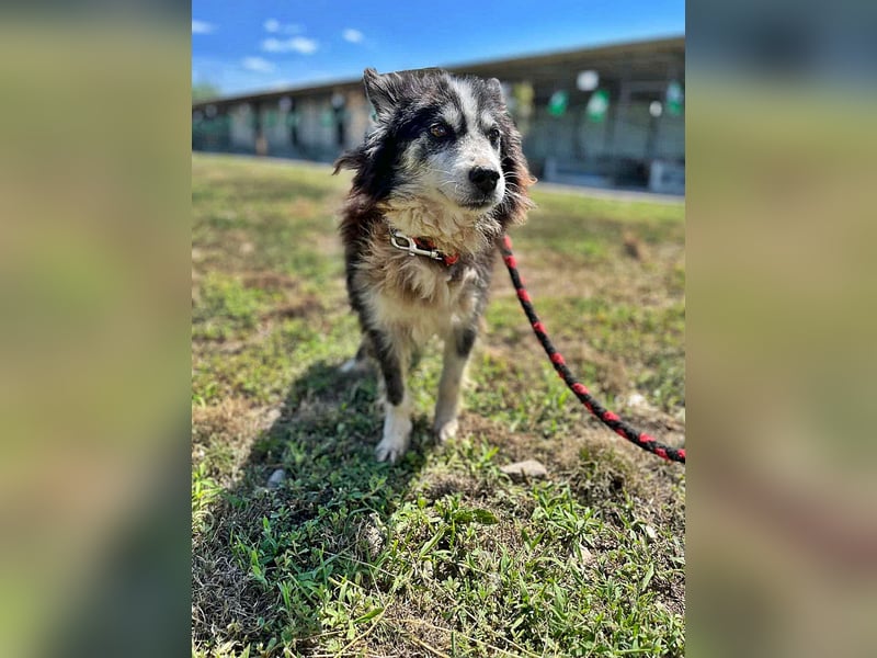 Speedy, Gnadenplatz gesucht