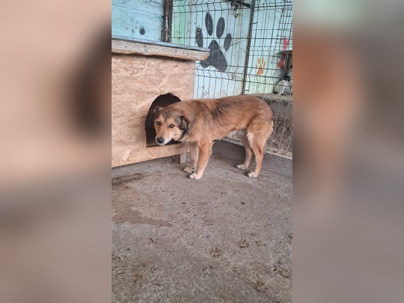 Maxi, zurückhaltender Hundebub sucht ein hundeerfahrenes Zuhause