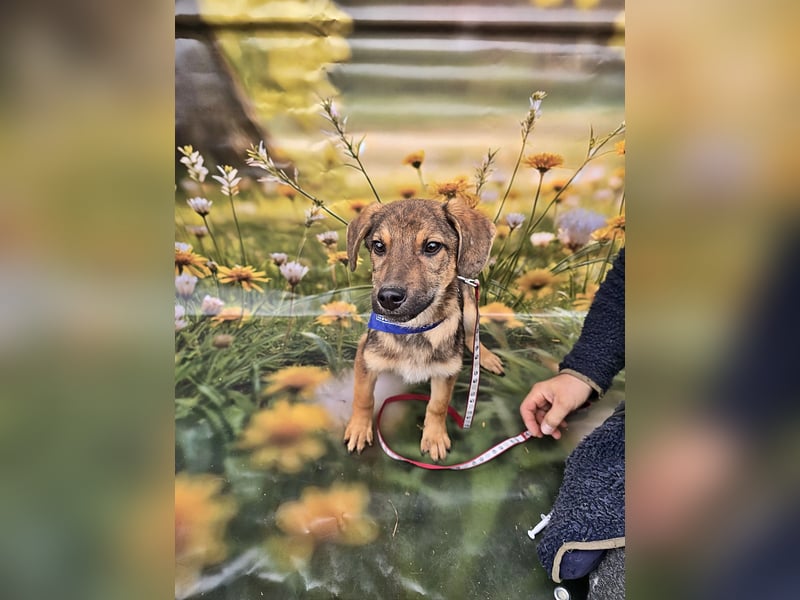 Boomer sucht das Abenteuer