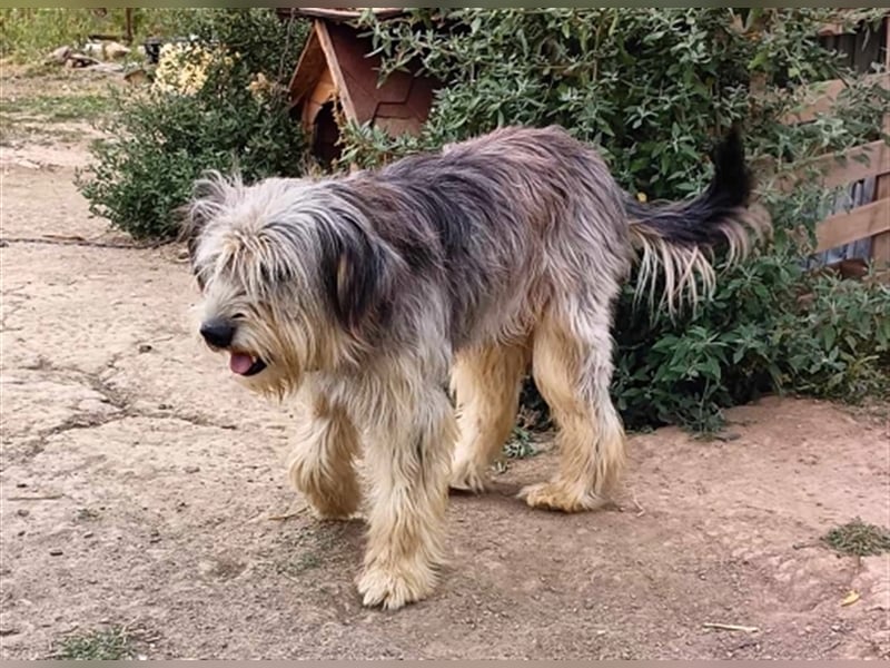 Akira, besonderes Hundemädchen sucht besondere Menschen