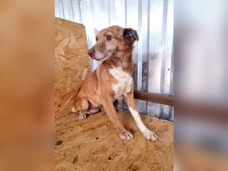 Lola ist eine Herausforderung