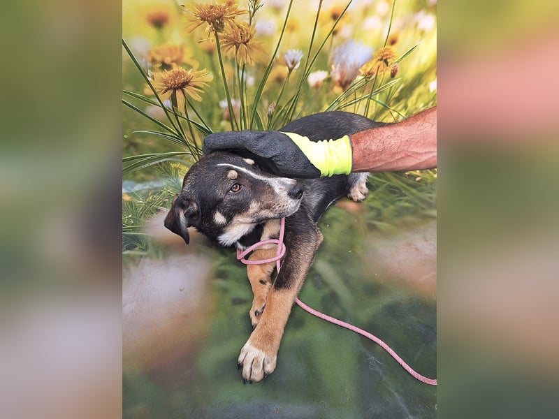 Nelly, sensible junge Hündin sucht ihr Glück