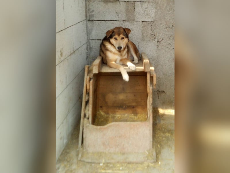 Kimba, sehr lieb aber etwas schüchtern