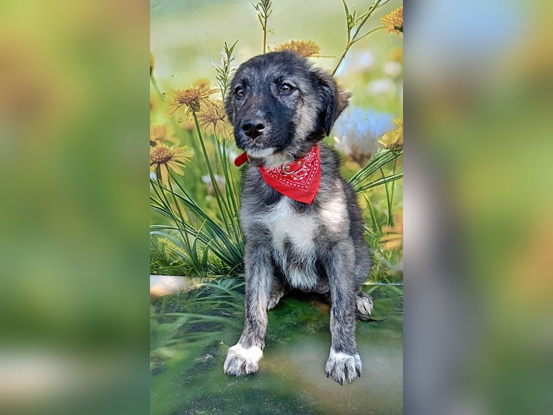 Xena, abenteuerlustiges Welpenmädchen
