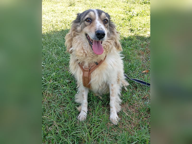 Carlotta, sucht einen Gnadenplatz