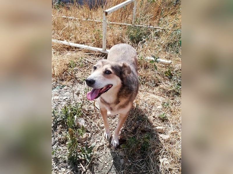 Kimba, sehr lieb aber etwas schüchtern