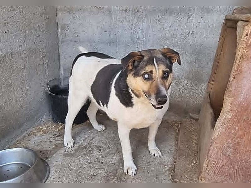 Leo 3, sucht einen Gnadenplatz