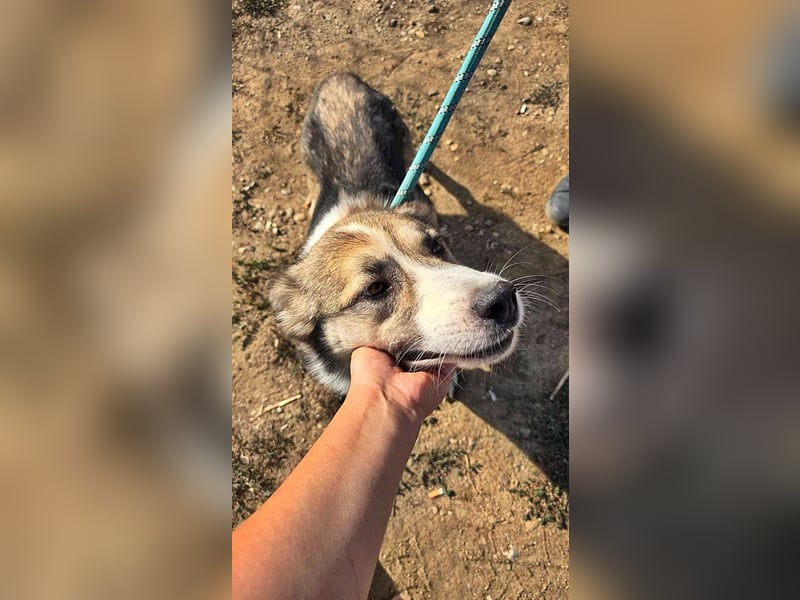 Charly (2), freundlich und neugierig