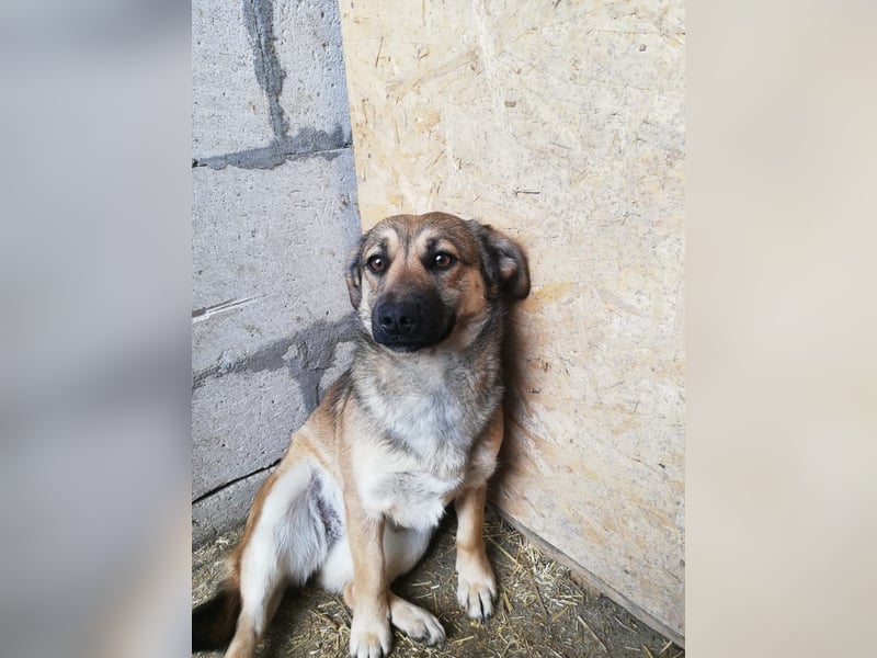 Kira, lieb und verspielt