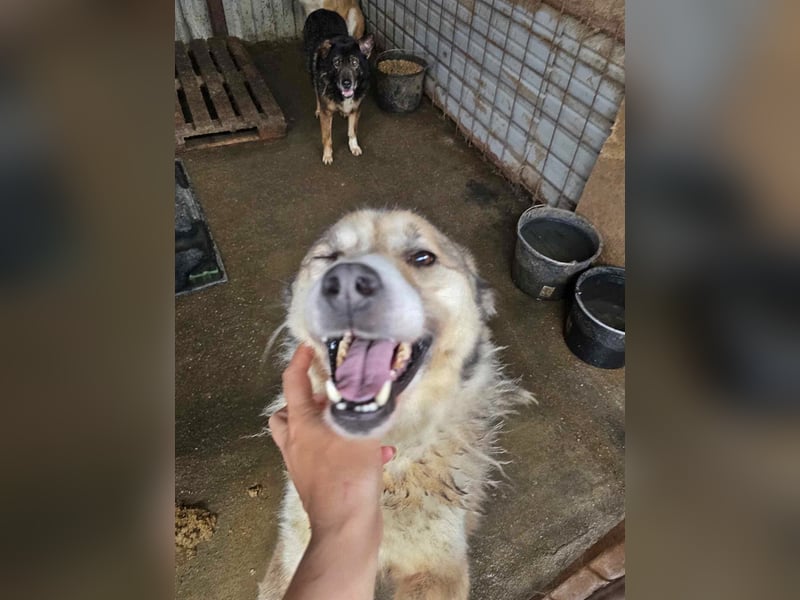 Charly (2), freundlich und neugierig
