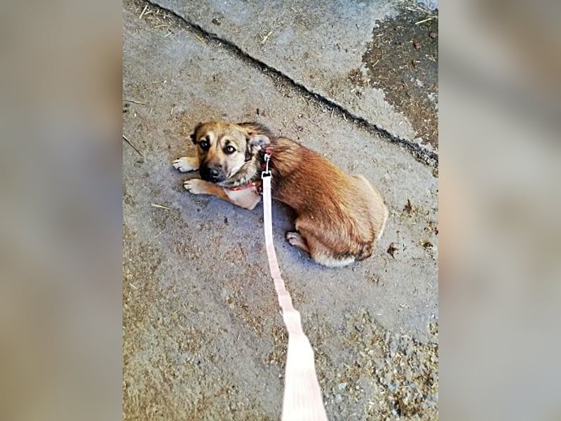 Kira, lieb und verspielt