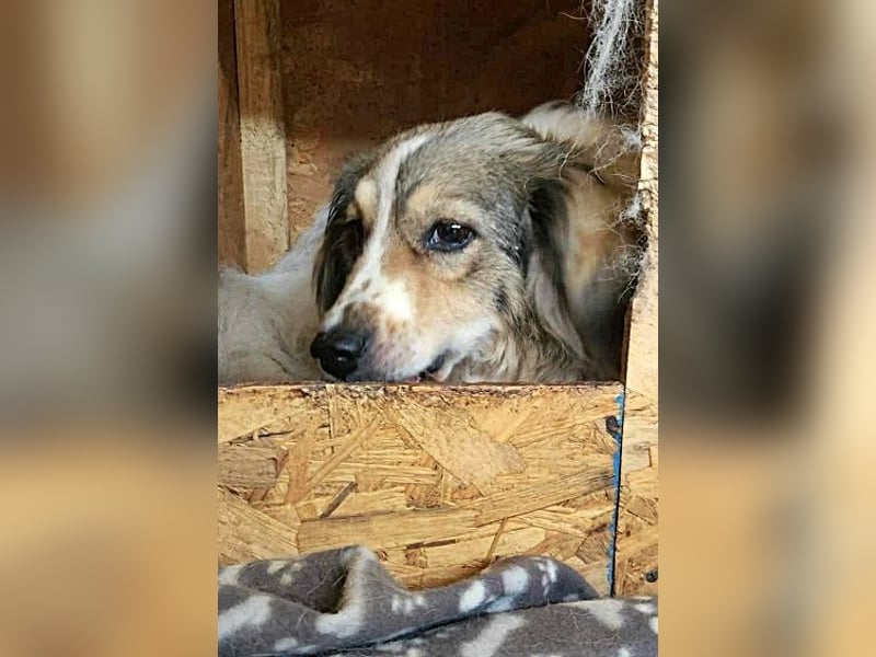 Carlotta, sucht einen Gnadenplatz