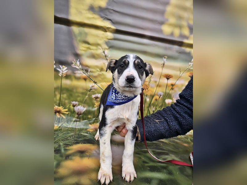 Joey, kleiner Herzensbrecher