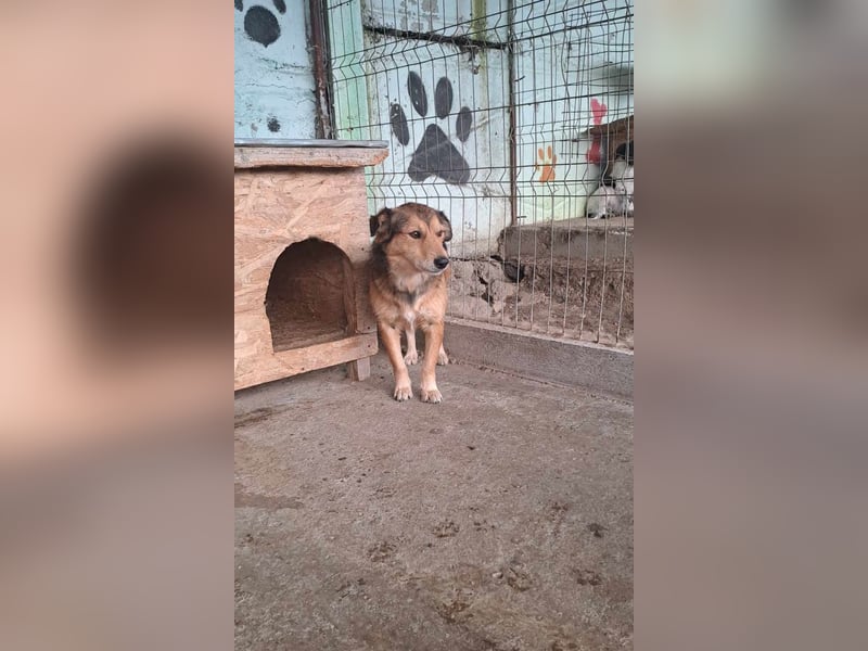 Maxi, zurückhaltender Hundebub sucht ein hundeerfahrenes Zuhause