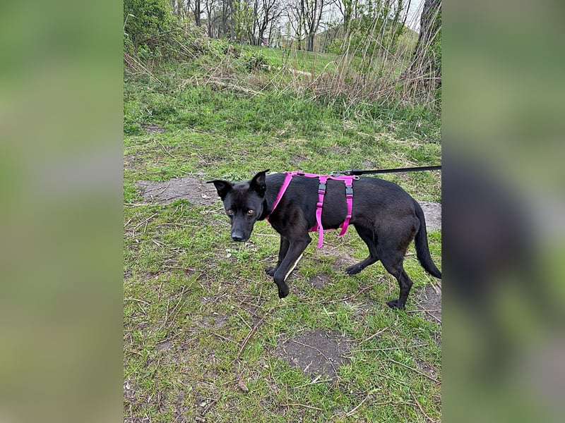 Bella, auf einer Pflegestelle in 48527 Nordhorn