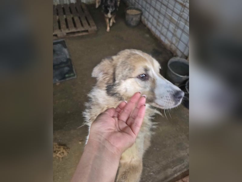 Charly (2), freundlich und neugierig
