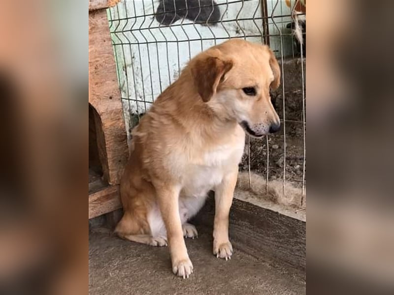 Nino, überfordert mit der Tierheimsituation, gestresst