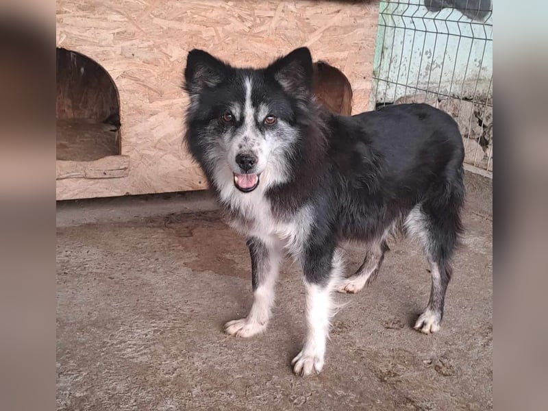 Speedy, Gnadenplatz gesucht