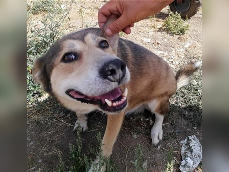 Kimba, sehr lieb aber etwas schüchtern