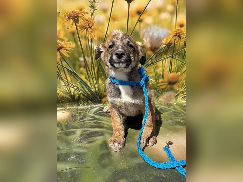 Peanut, neugierig und verspielt