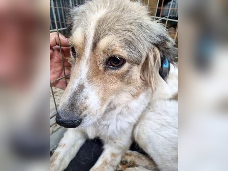 Carlotta, sucht einen Gnadenplatz